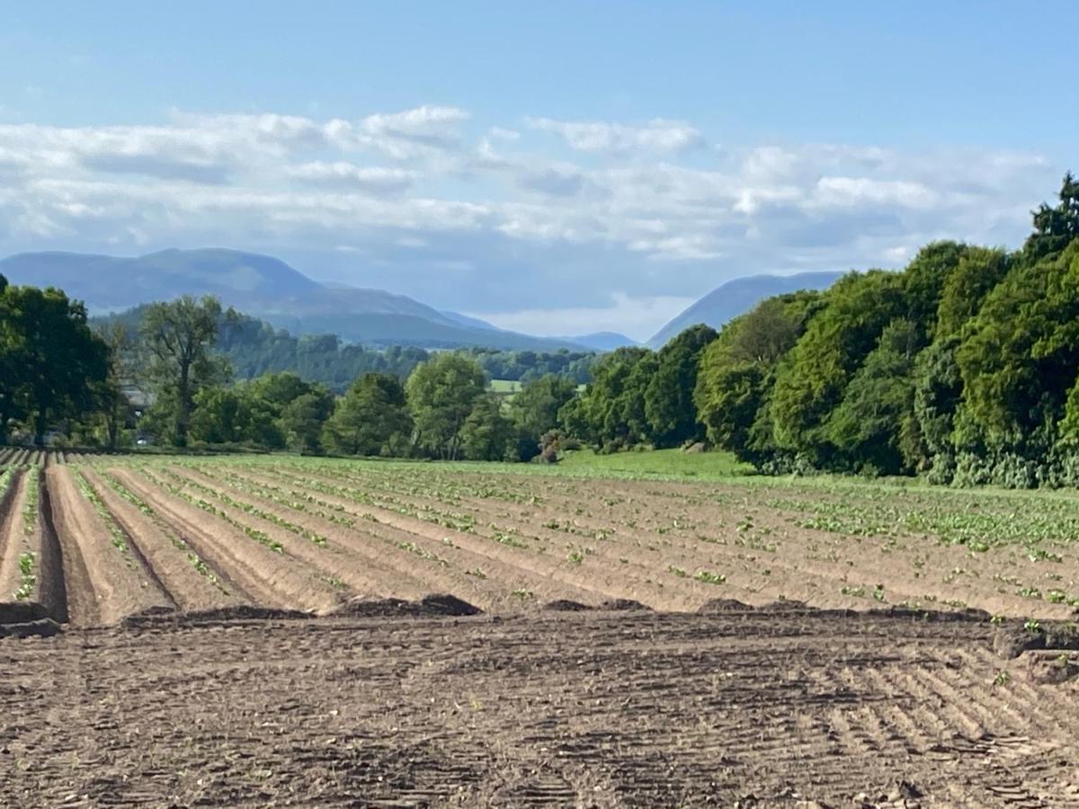 Spacious Cottage - Walk To Crieff Exterior foto